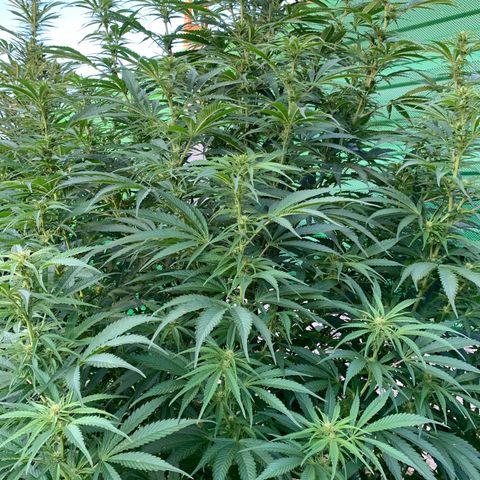 Big Yeti #1 growlog timeline photo