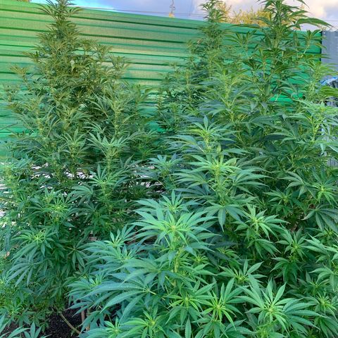 Big Yeti #1 growlog timeline photo