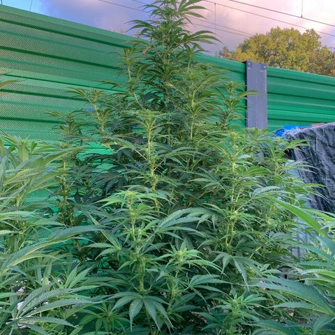 Big Yeti #1 growlog timeline photo