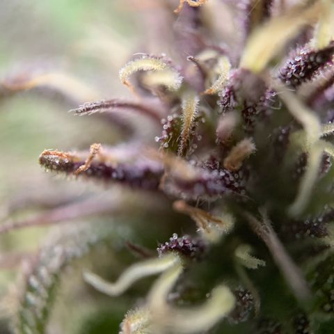 Sour OG Kush #1 growlog timeline photo