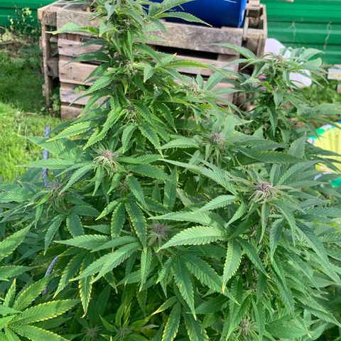 Sour OG Kush #1 growlog timeline photo