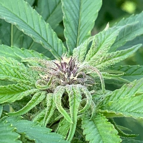 Sour OG Kush #1 growlog timeline photo