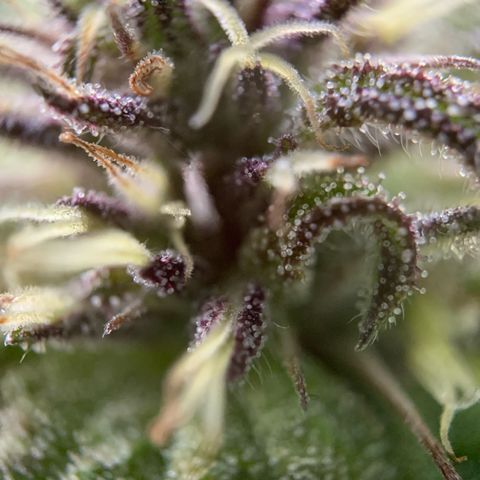 Sour OG Kush #1 growlog timeline photo