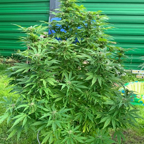 Sour OG Kush #1 growlog timeline photo