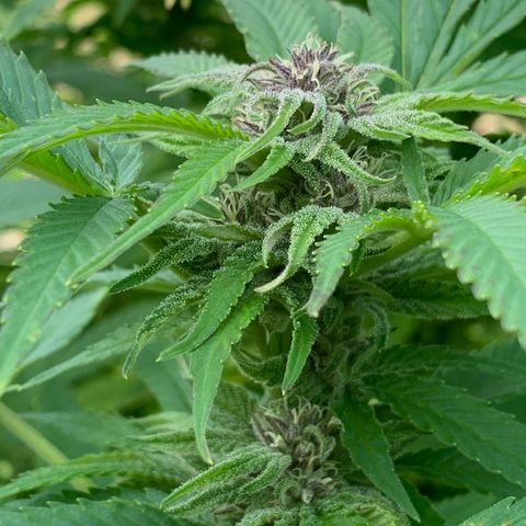 Sour OG Kush #1 growlog timeline photo