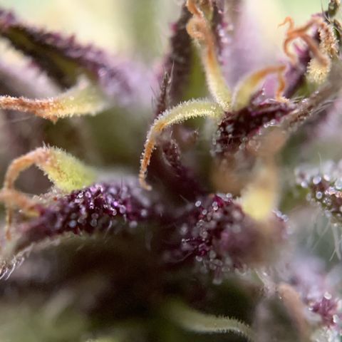 Sour OG Kush #1 growlog timeline photo