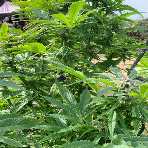 Sour OG Kush #1 growlog timeline photo