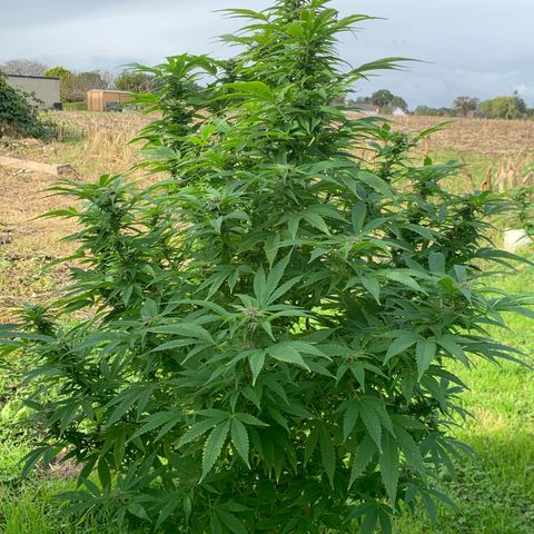 Sour OG Kush #1 growlog timeline photo