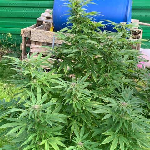 Sour OG Kush #1 growlog timeline photo