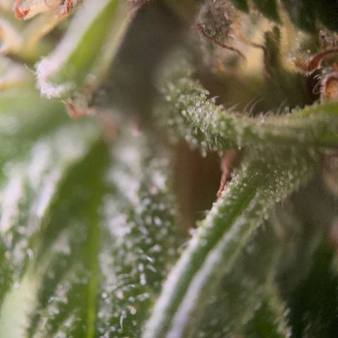 Big Yeti #1 growlog timeline photo