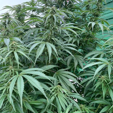 Big Yeti #1 growlog timeline photo