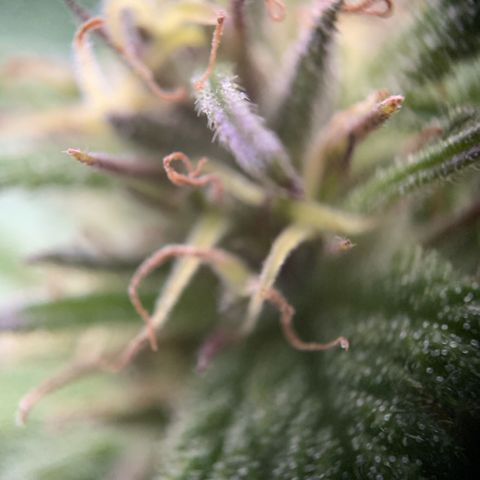 Big Yeti #1 growlog timeline photo