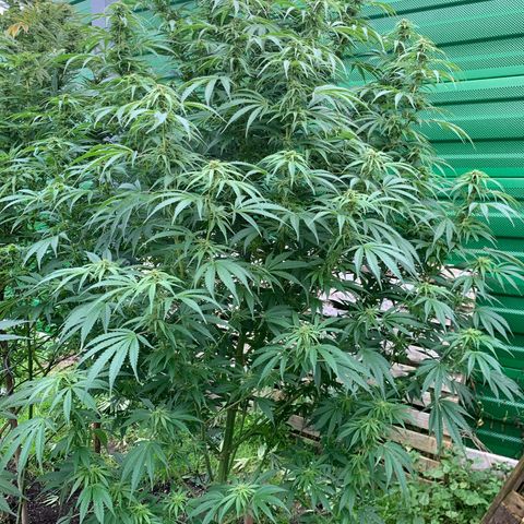 Big Yeti #1 growlog timeline photo