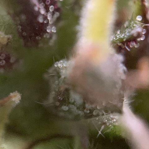 Big Yeti #1 growlog timeline photo