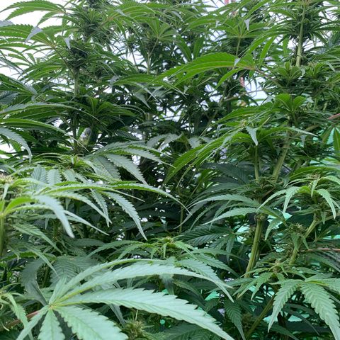 Big Yeti #1 growlog timeline photo