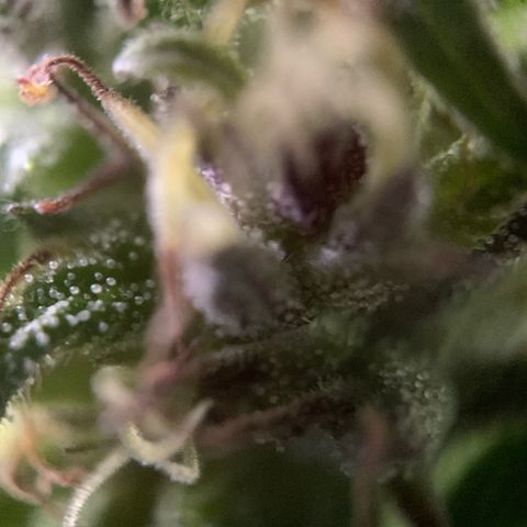 Big Yeti #1 growlog timeline photo
