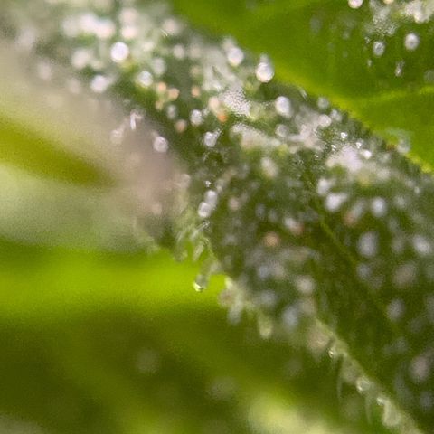 Big Yeti #1 growlog timeline photo