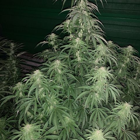 Big Yeti #1 growlog timeline photo