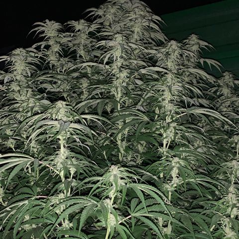 Big Yeti #1 growlog timeline photo