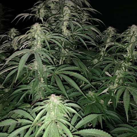 Big Yeti #1 growlog timeline photo