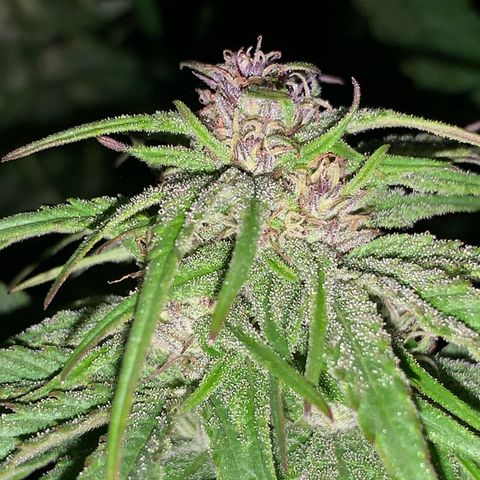 Big Yeti #1 growlog timeline photo