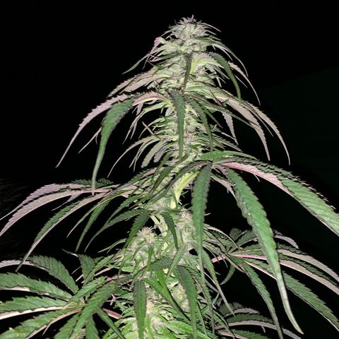 Big Yeti #1 growlog timeline photo