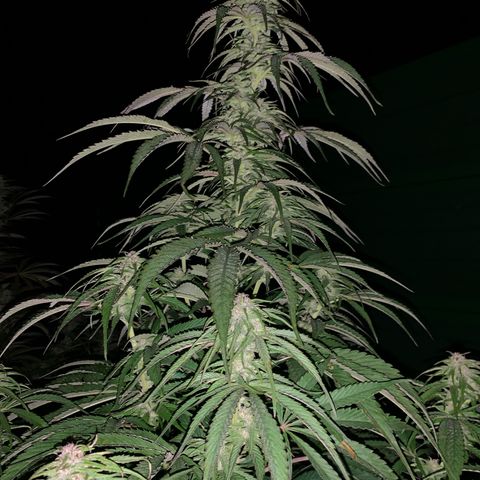 Big Yeti #1 growlog timeline photo