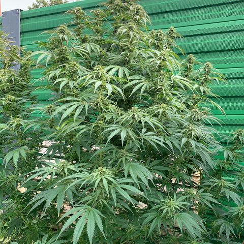 Big Yeti #1 growlog timeline photo