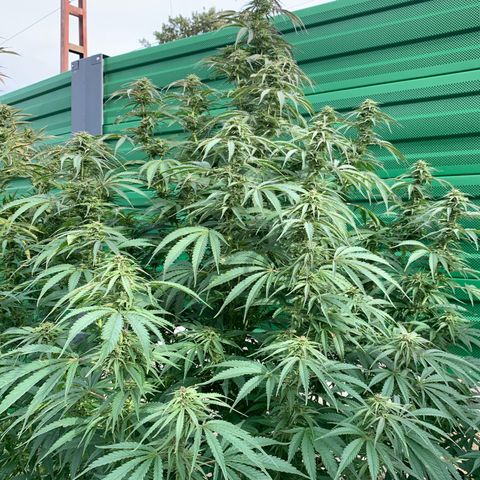 Big Yeti #1 growlog timeline photo