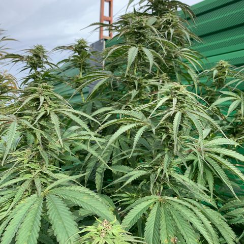 Big Yeti #1 growlog timeline photo