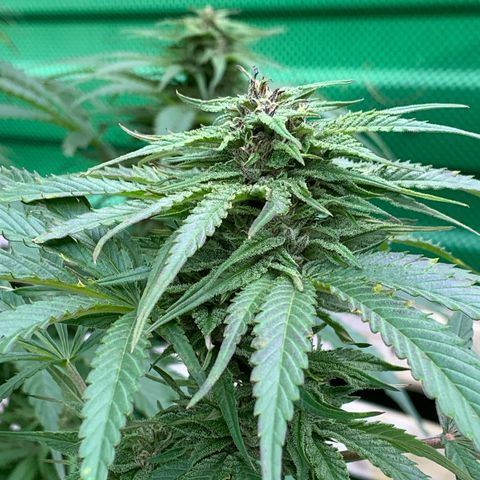 Big Yeti #1 growlog timeline photo