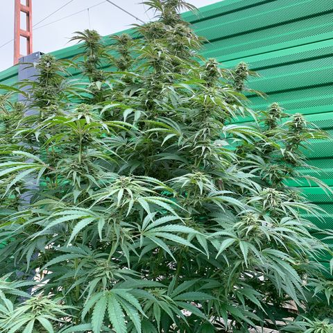 Big Yeti #1 growlog timeline photo