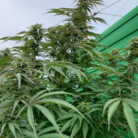 Big Yeti #1 growlog timeline photo