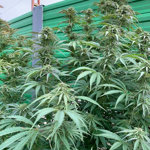 Big Yeti #1 growlog timeline photo