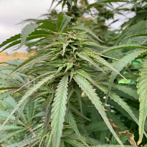 Big Yeti #1 growlog timeline photo