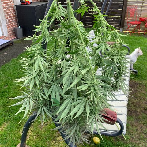 Big Yeti #1 growlog timeline photo