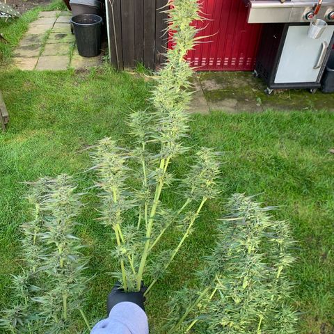 Big Yeti #1 growlog timeline photo
