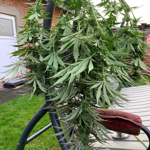 Big Yeti #1 growlog timeline photo