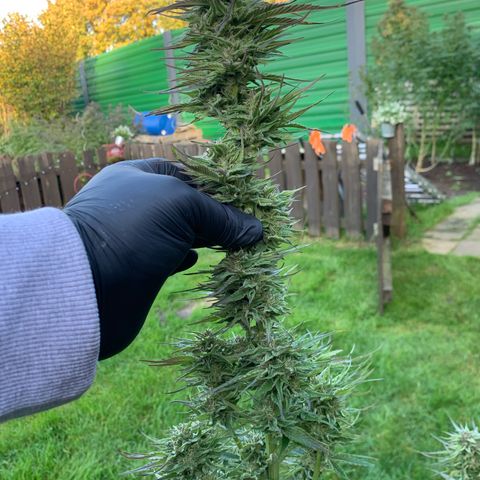 Big Yeti #1 growlog timeline photo