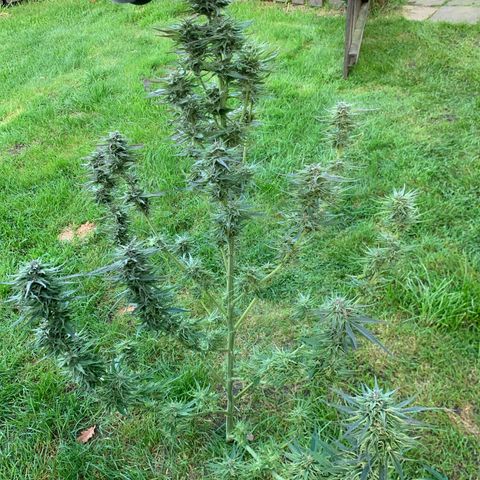 Big Yeti #1 growlog timeline photo