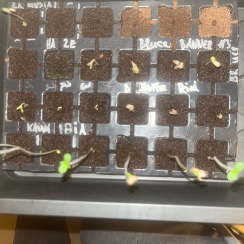 Fruit Cake #5 growlog timeline photo