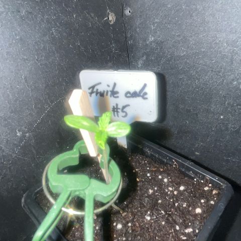 Fruit Cake #5 growlog timeline photo