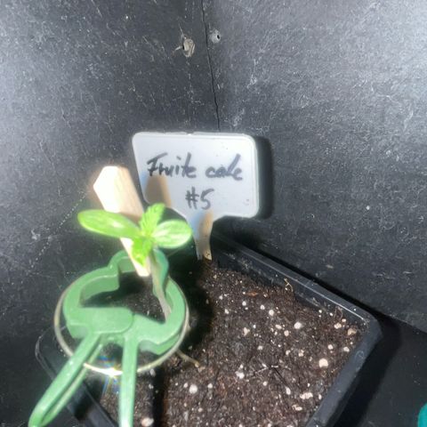 Fruit Cake #5 growlog timeline photo