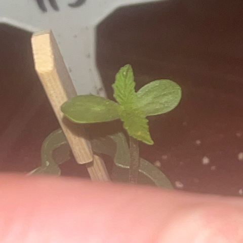 Fruit Cake #5 growlog timeline photo