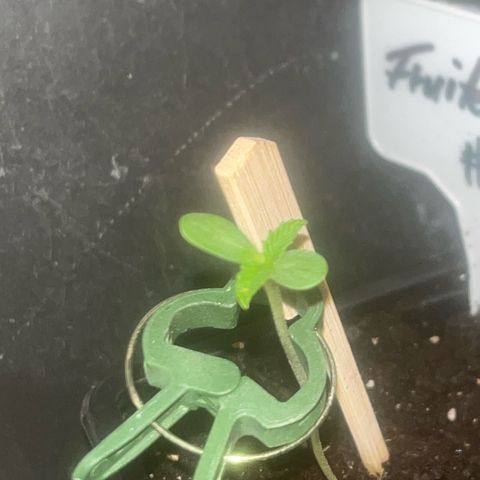 Fruit Cake #5 growlog timeline photo