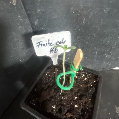 Fruit Cake  #6 growlog timeline photo