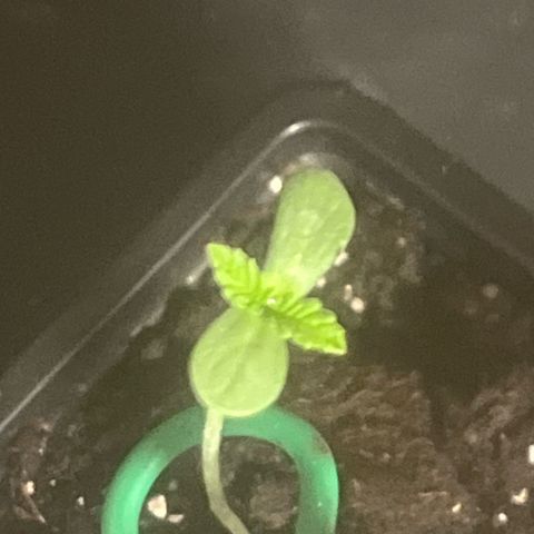 Fruit Cake  #6 growlog timeline photo