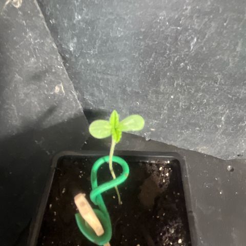 Fruit Cake  #6 growlog timeline photo
