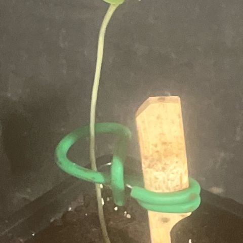Fruit Cake  #6 growlog timeline photo
