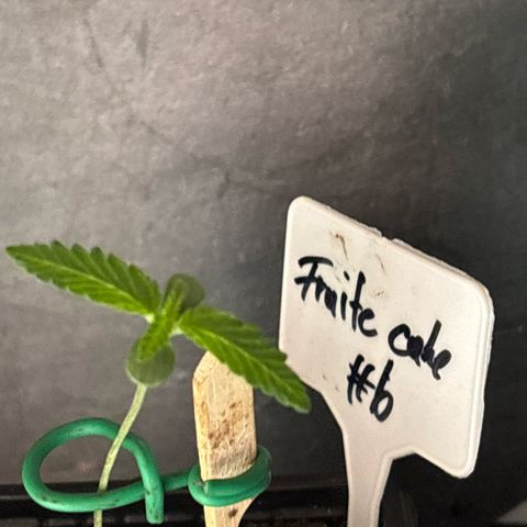 Fruit Cake  #6 growlog timeline photo